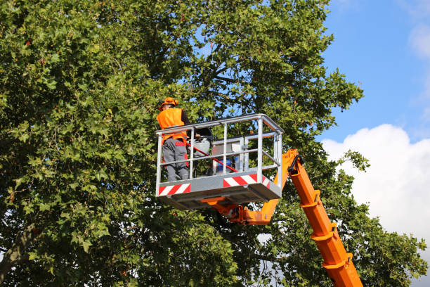 Reliable Rutland, VT  Tree Services Solutions