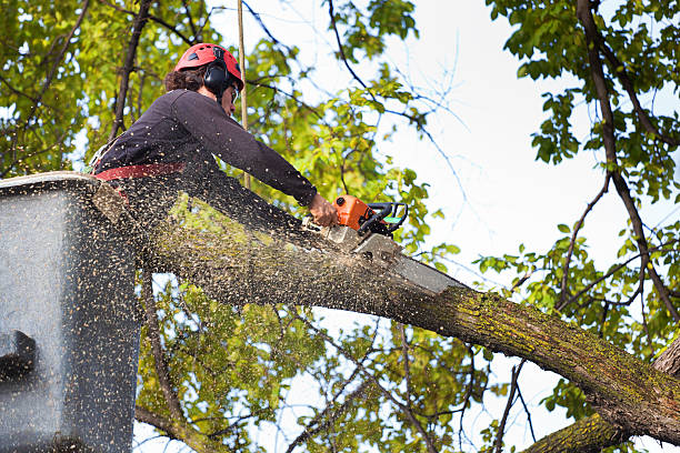 Best Arborist Consultation Services  in Rutland, VT